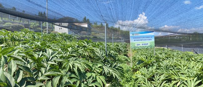 助云貴川陜4省1000余名群眾增收 陜西糧農(nóng)集團開出靠魔芋“惠農(nóng)”好清單